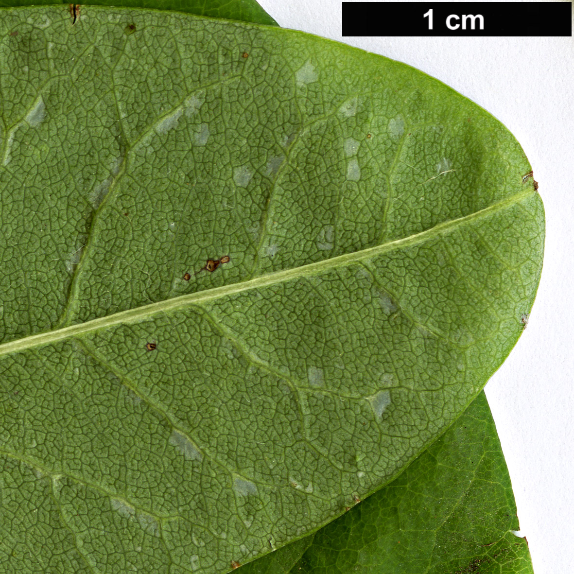 High resolution image: Family: Rosaceae - Genus: Exochorda - Taxon: giraldii - SpeciesSub: var. wilsonii